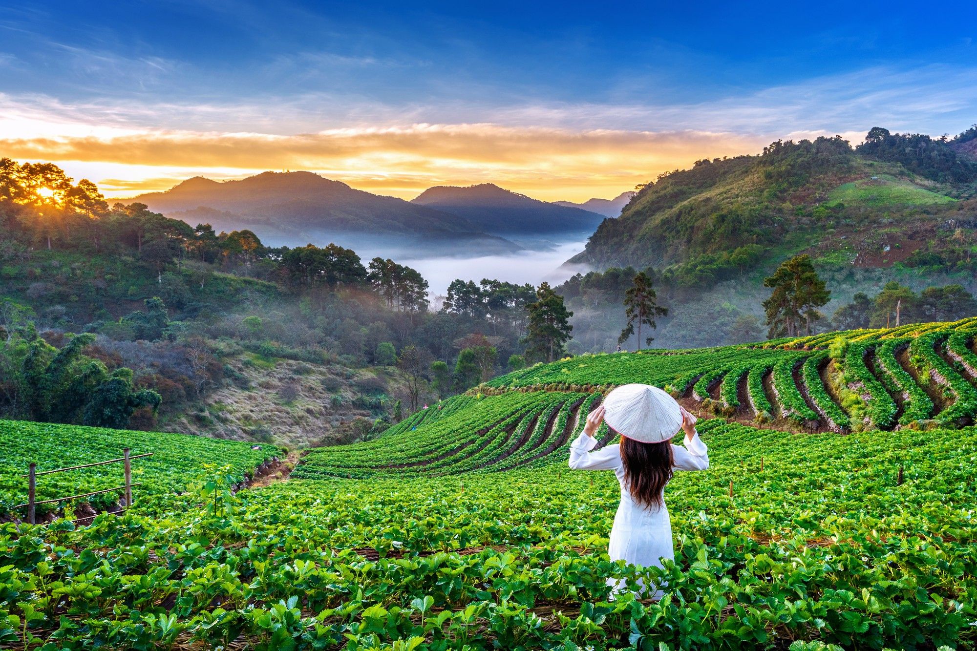 asian-woman-wearing-vietnam-culture-traditional-strawberry-garden-doi-ang-khang-chiang-mai-thailand.jpg