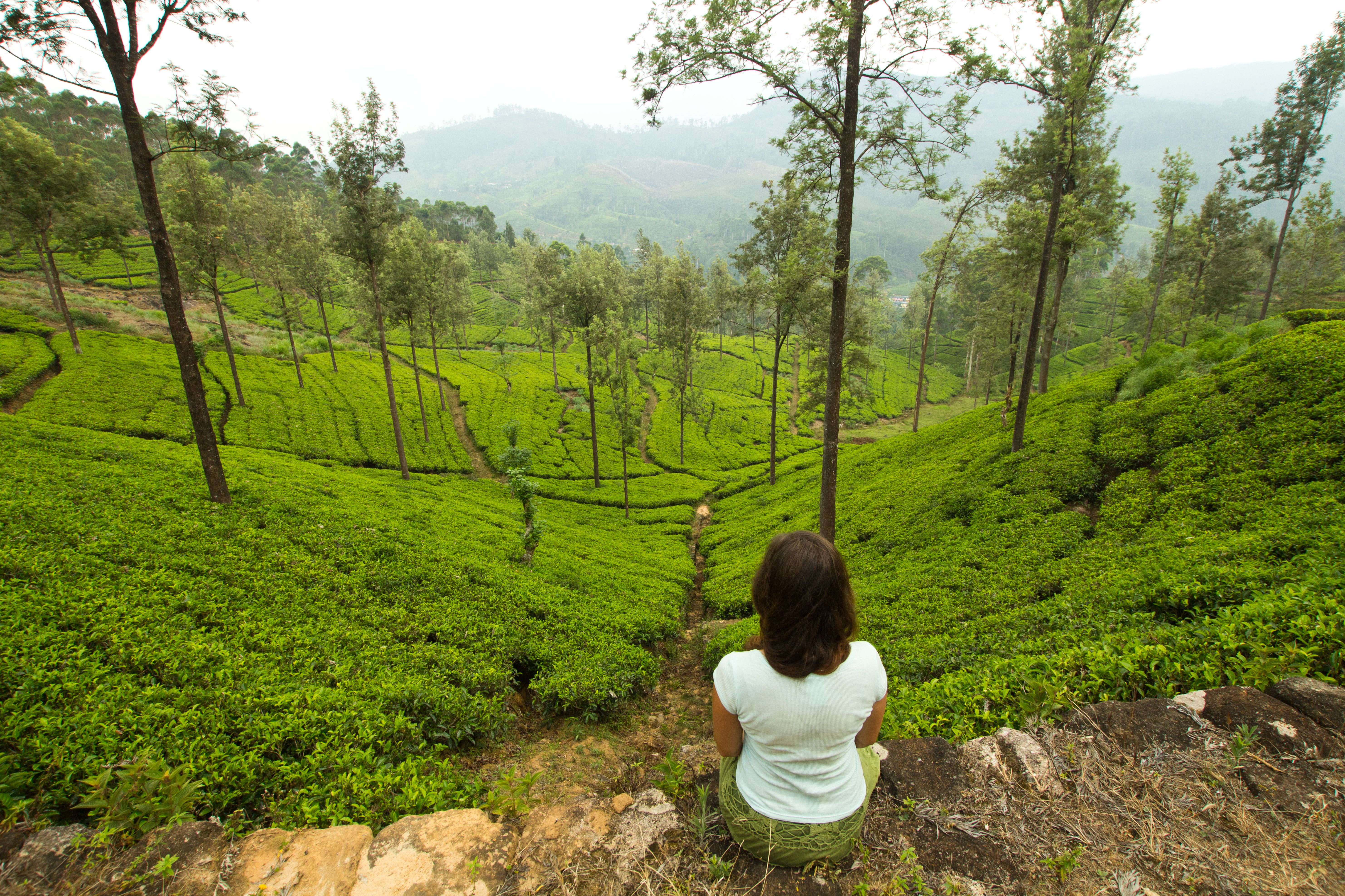 back-view-woman-looking-tea-field.jpg