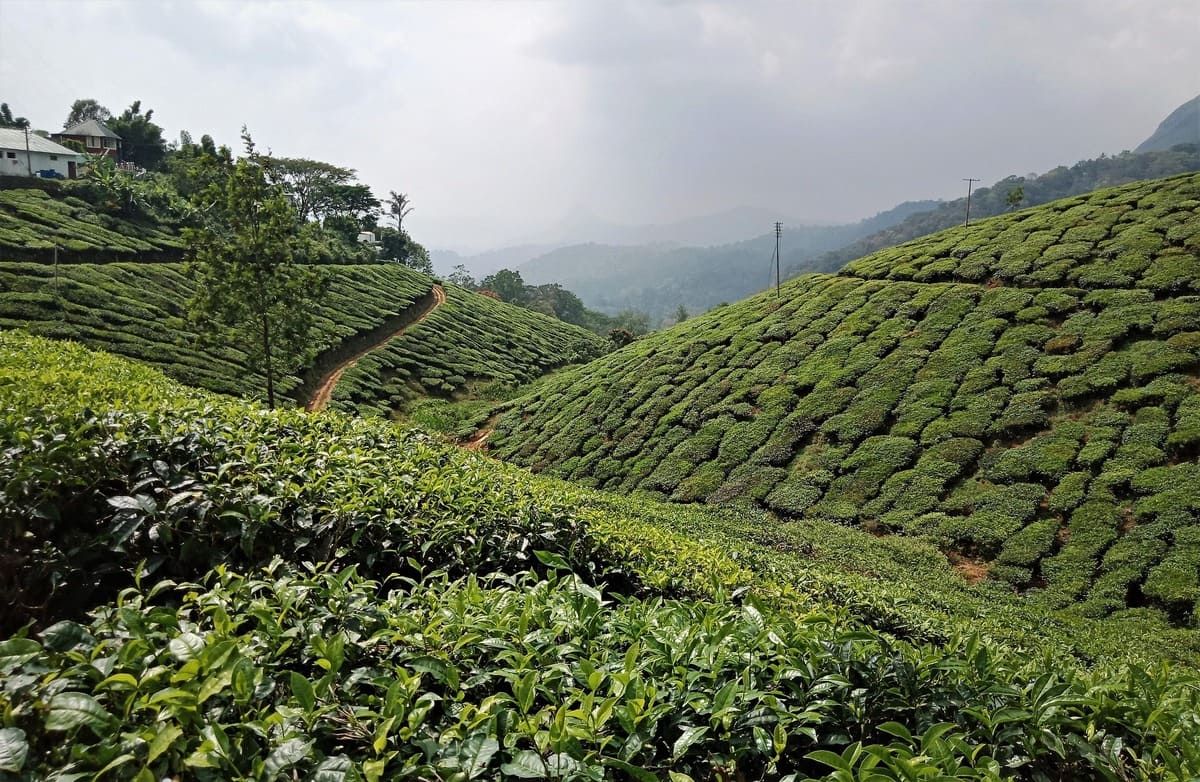 munnar-3978401_1920.jpg