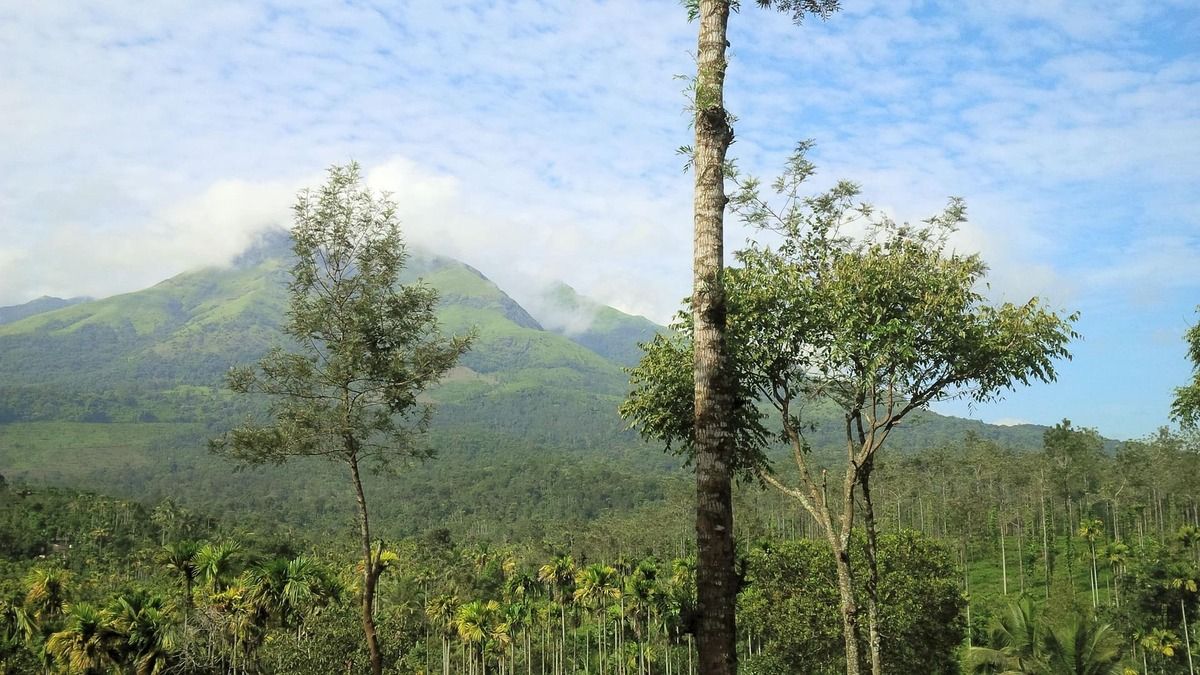 nature-3676310_1920.jpg