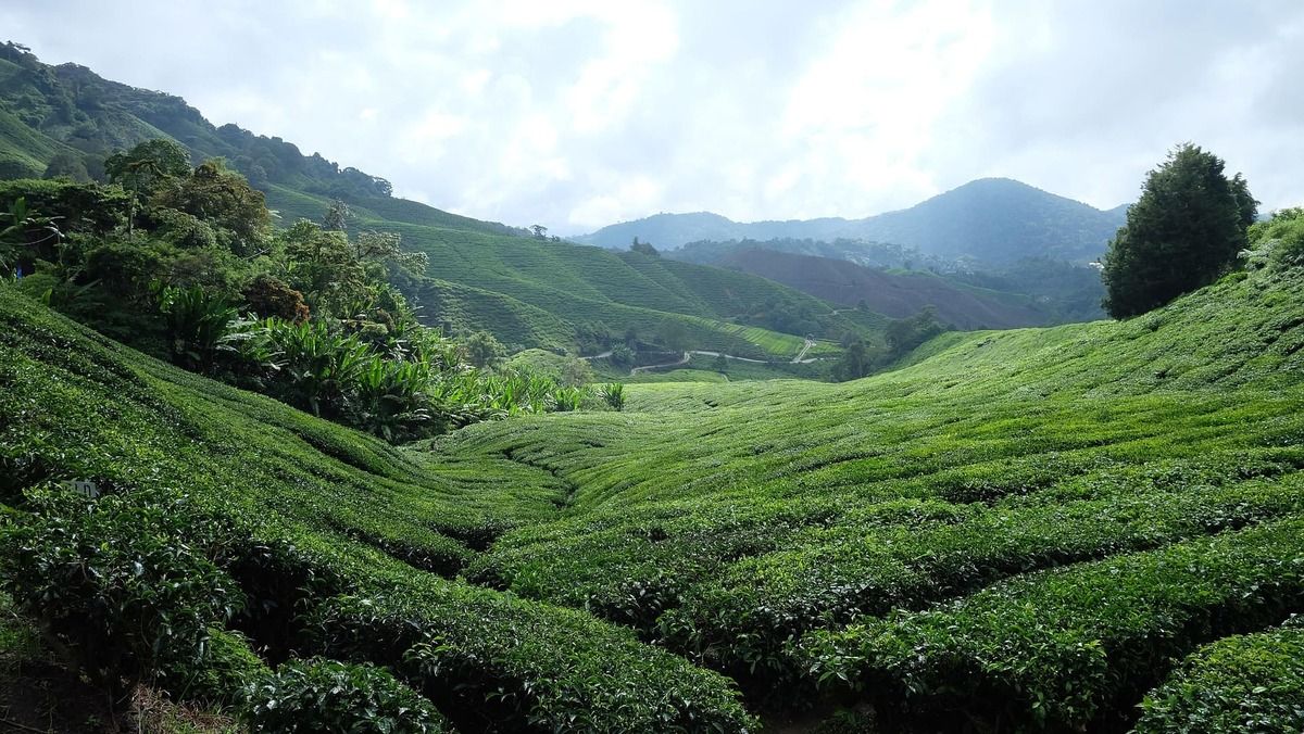 tea-plantation-3600024_1920.jpg