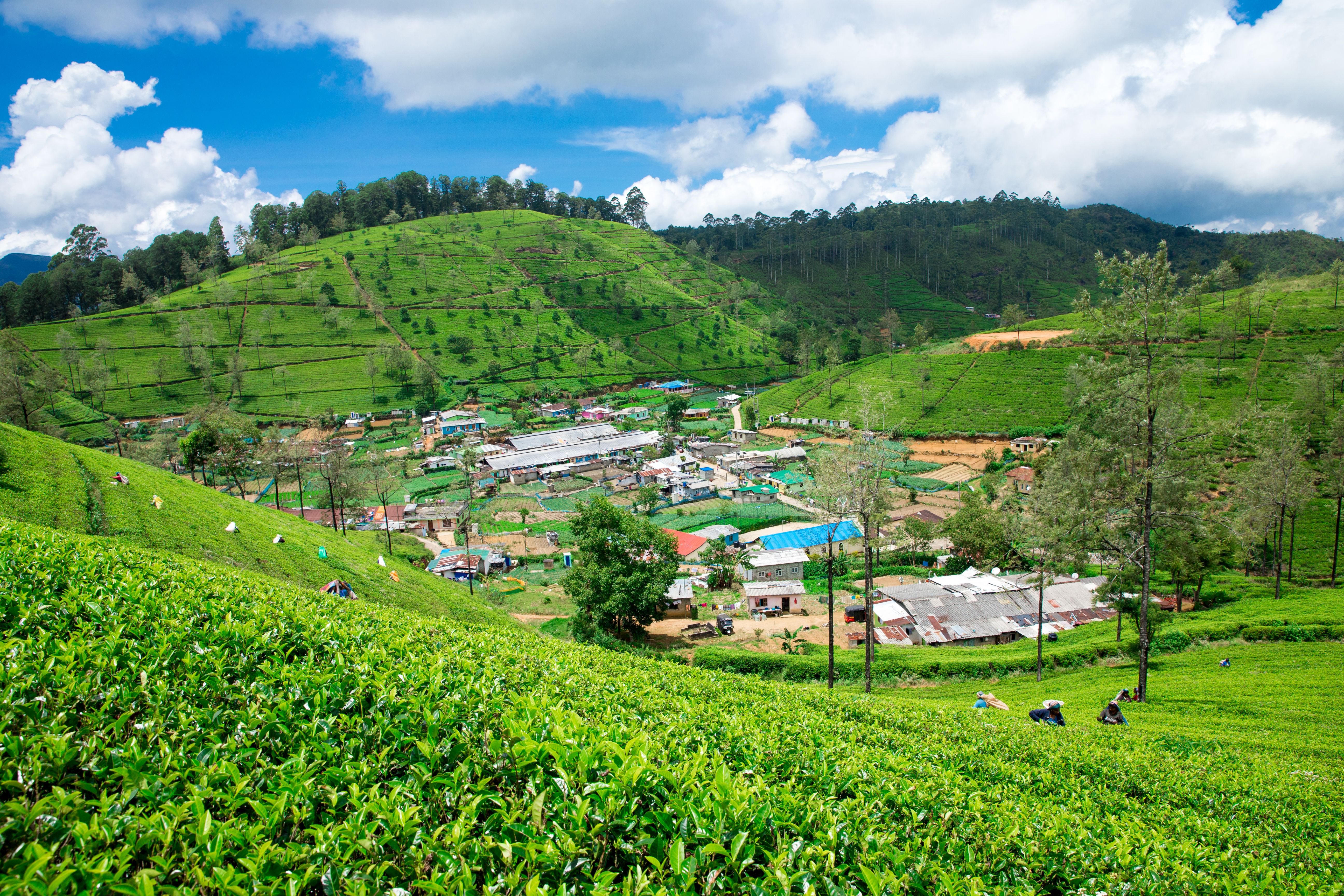 tea-plantation-nature-background.jpg